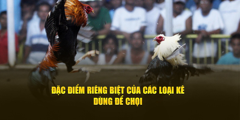 Các giống gà thường dùng để chọi gà