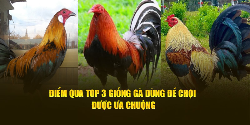 Điểm qua top 3 giống gà dùng để chọi được ưa chuộng