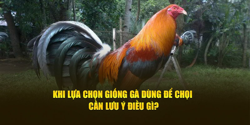 Khi lựa chọn giống gà dùng để chọi cần lưu ý điều gì?