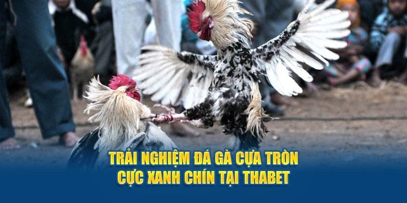 Khi nhắn top 3 trang chọi gà uy tín thì không thể bỏ qua cái tên Thabet